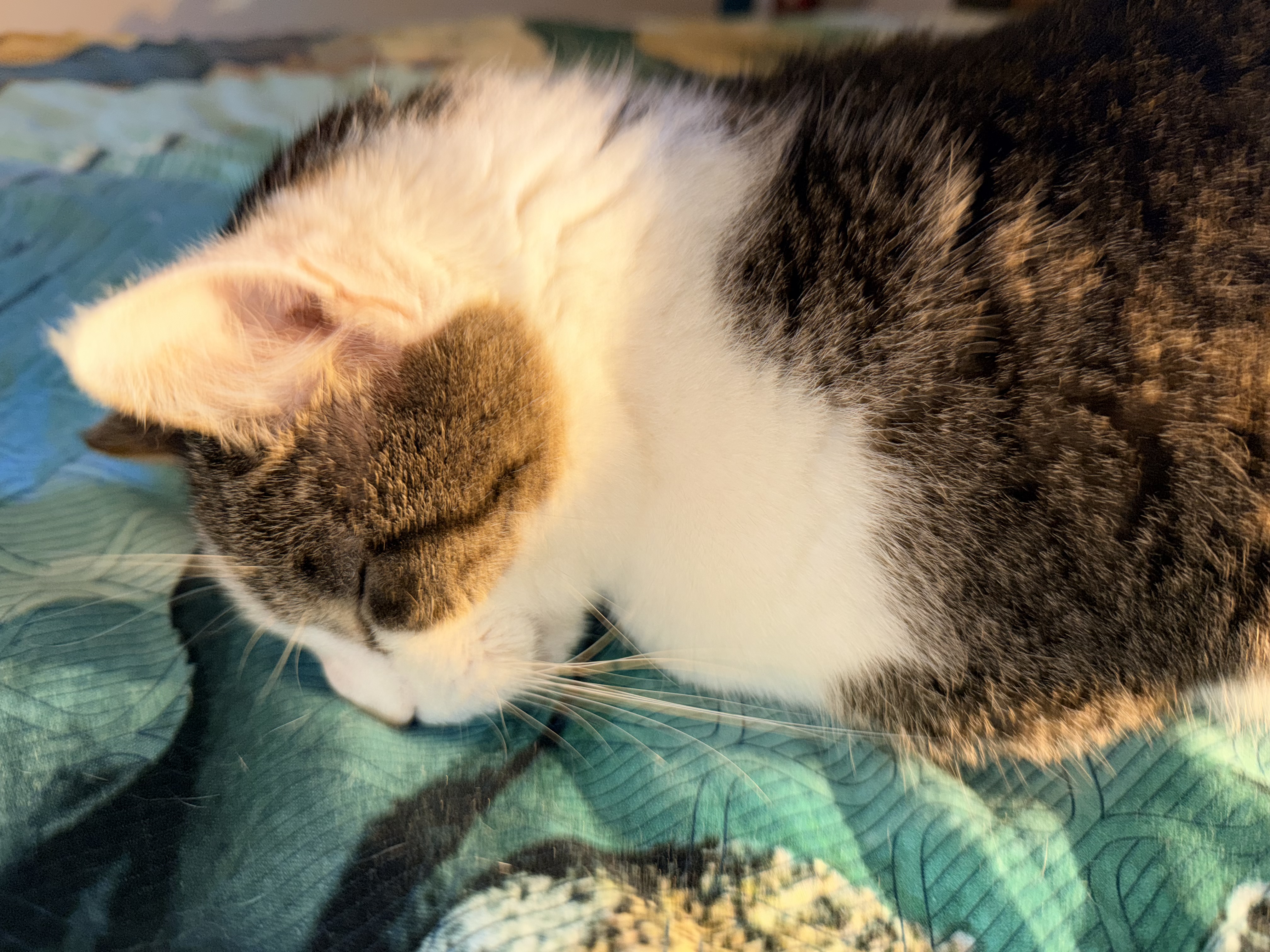 Side picture of Friday the cat doing a faceplant