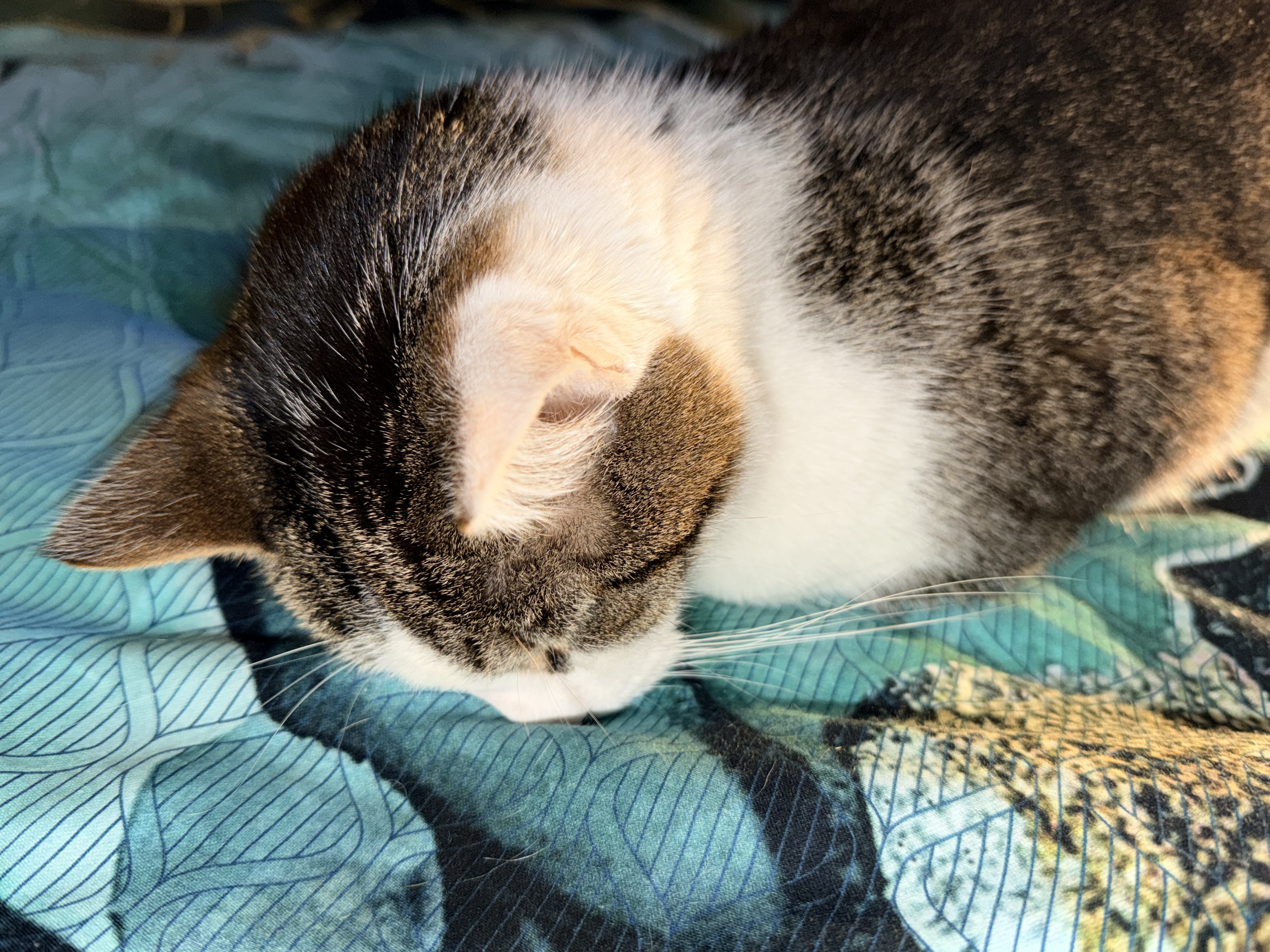 Front picture of Friday the cat doing a faceplant